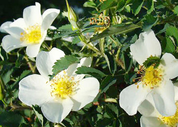 R.moschata(ロサ・モスカタ)