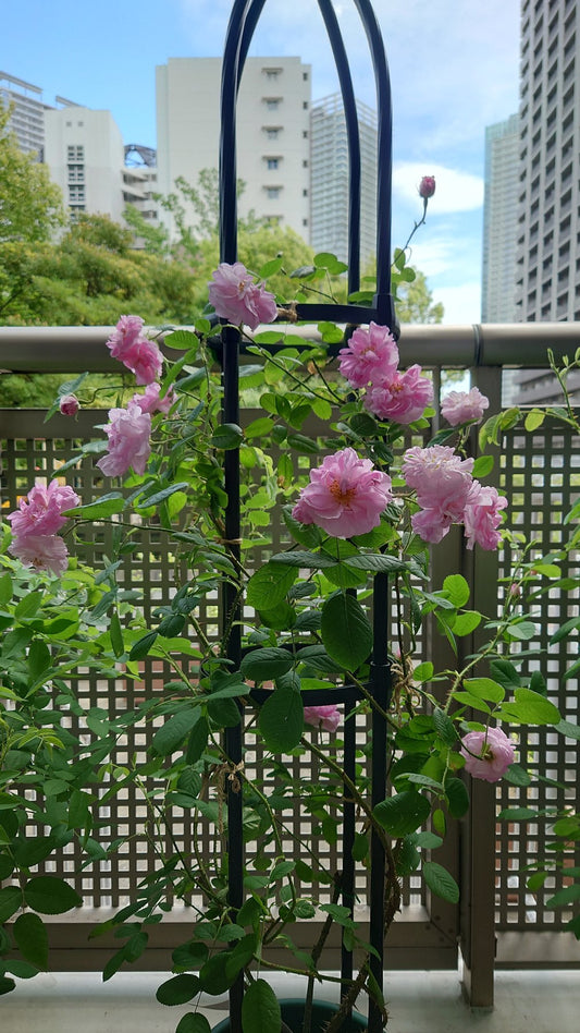 ダマスクローズの育て方｜日当たり・土・剪定・鉢植えの基本