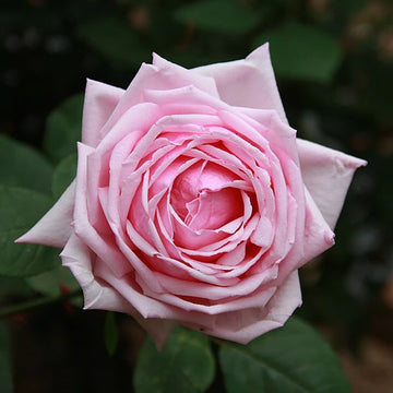 追加✾アンティークダマスクローズ 3輪の薔薇 ペール&ベージュ 追加✾アンティークダマスクローズ 3輪の薔薇 ペール&ベージュ